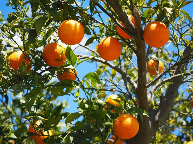 Fruit Tree Groves