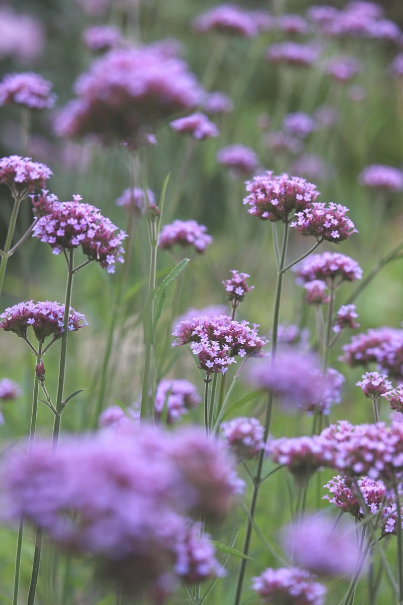 Herbaceous Borders